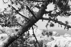 Point-Lobos-No.-5-2010